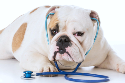 english bulldog wearing stethoscope on white background